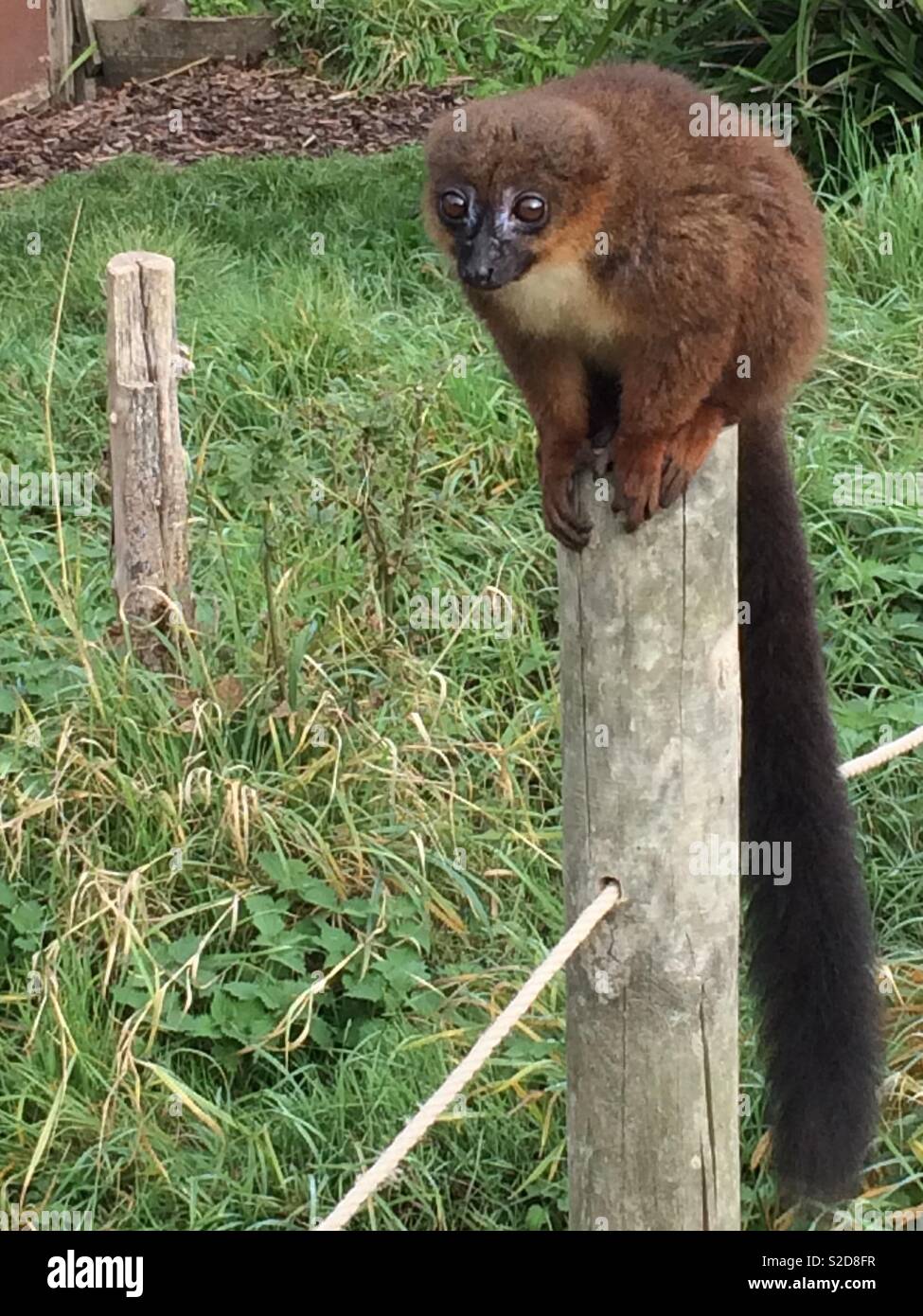 Female red-bellied lemur on a post Stock Photo