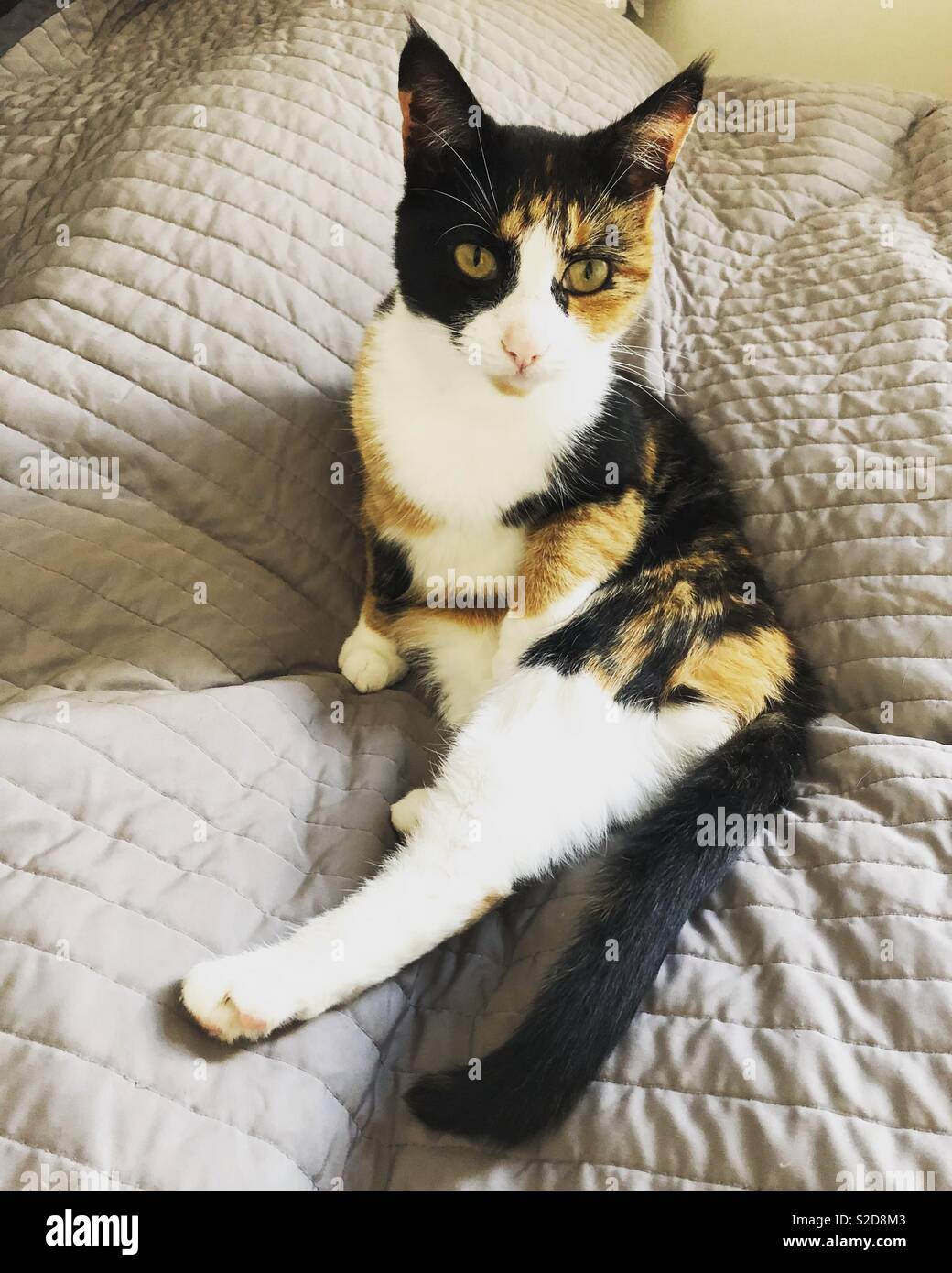 Cute tortie showing off her pins - Smartphone Captured Stock Image