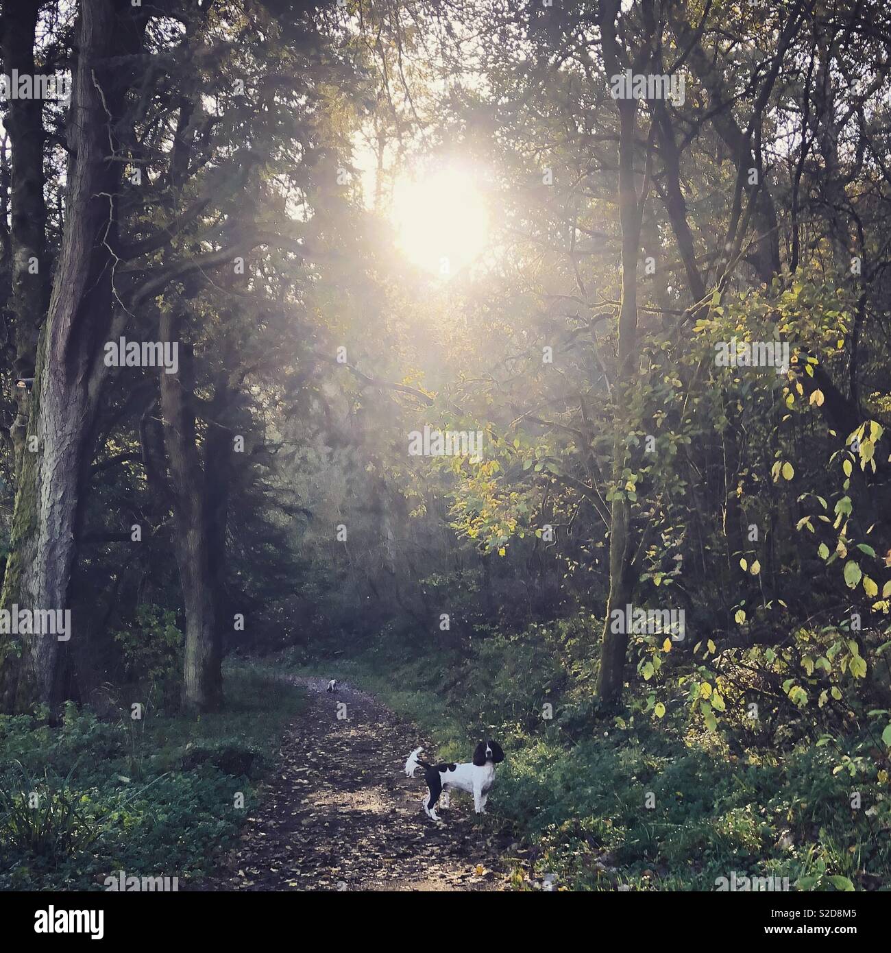 Springer spaniel in the Scottish countryside - Smartphone Captured Stock Image