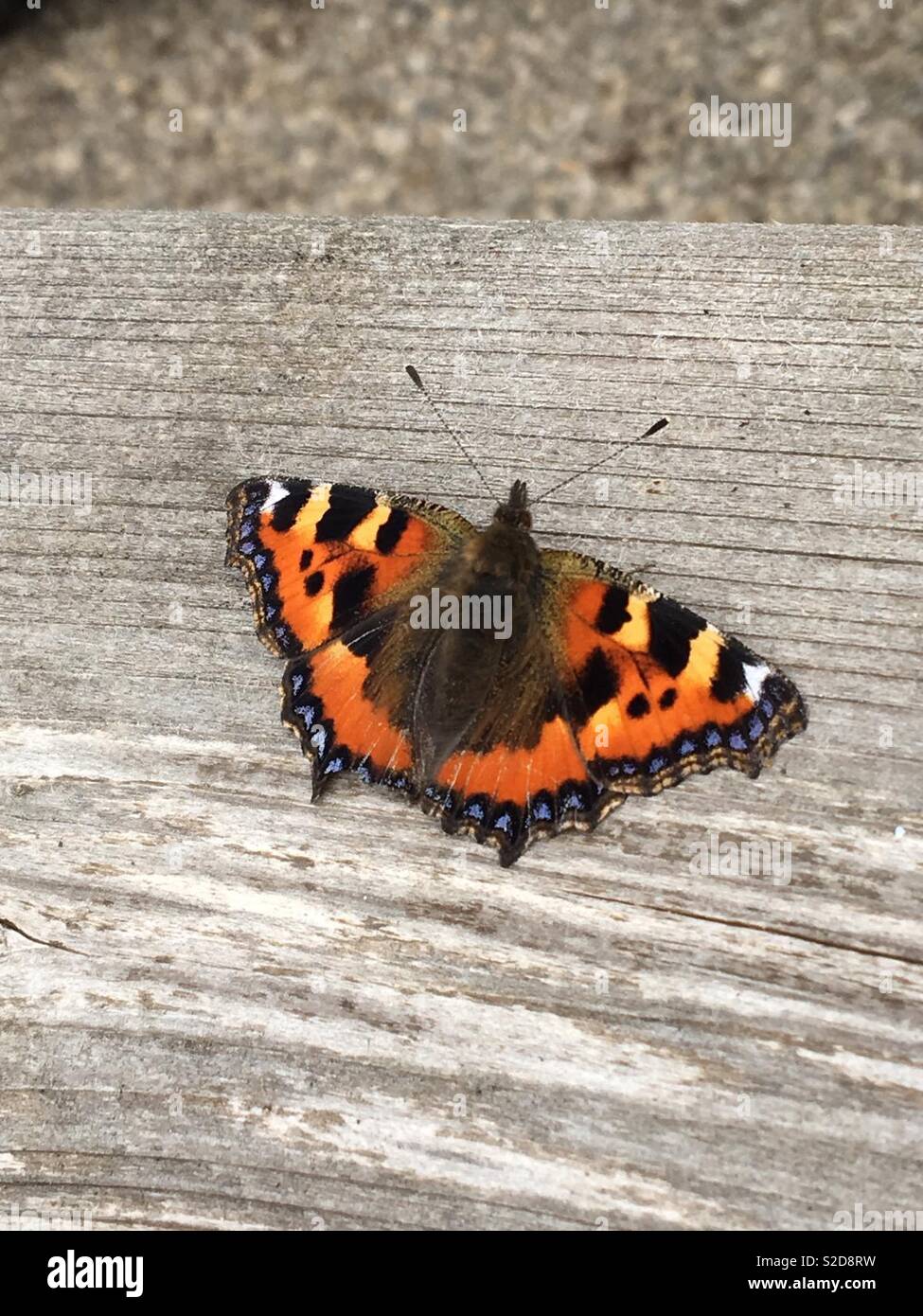Orange and black moth hires stock photography and images Alamy