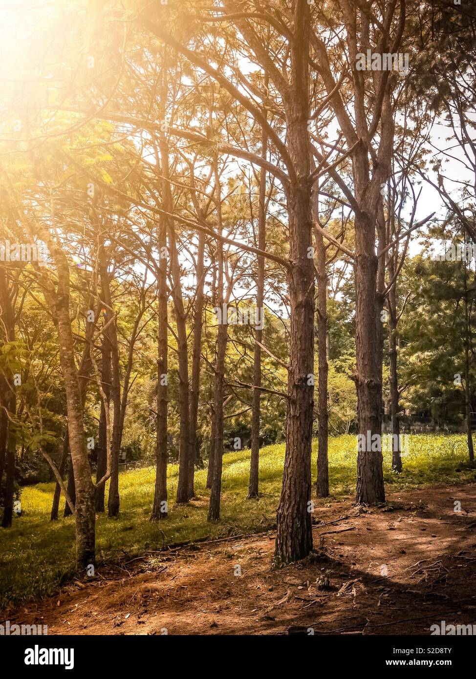 Trees hit by sunlight in the woods - Smartphone Captured Stock Image
