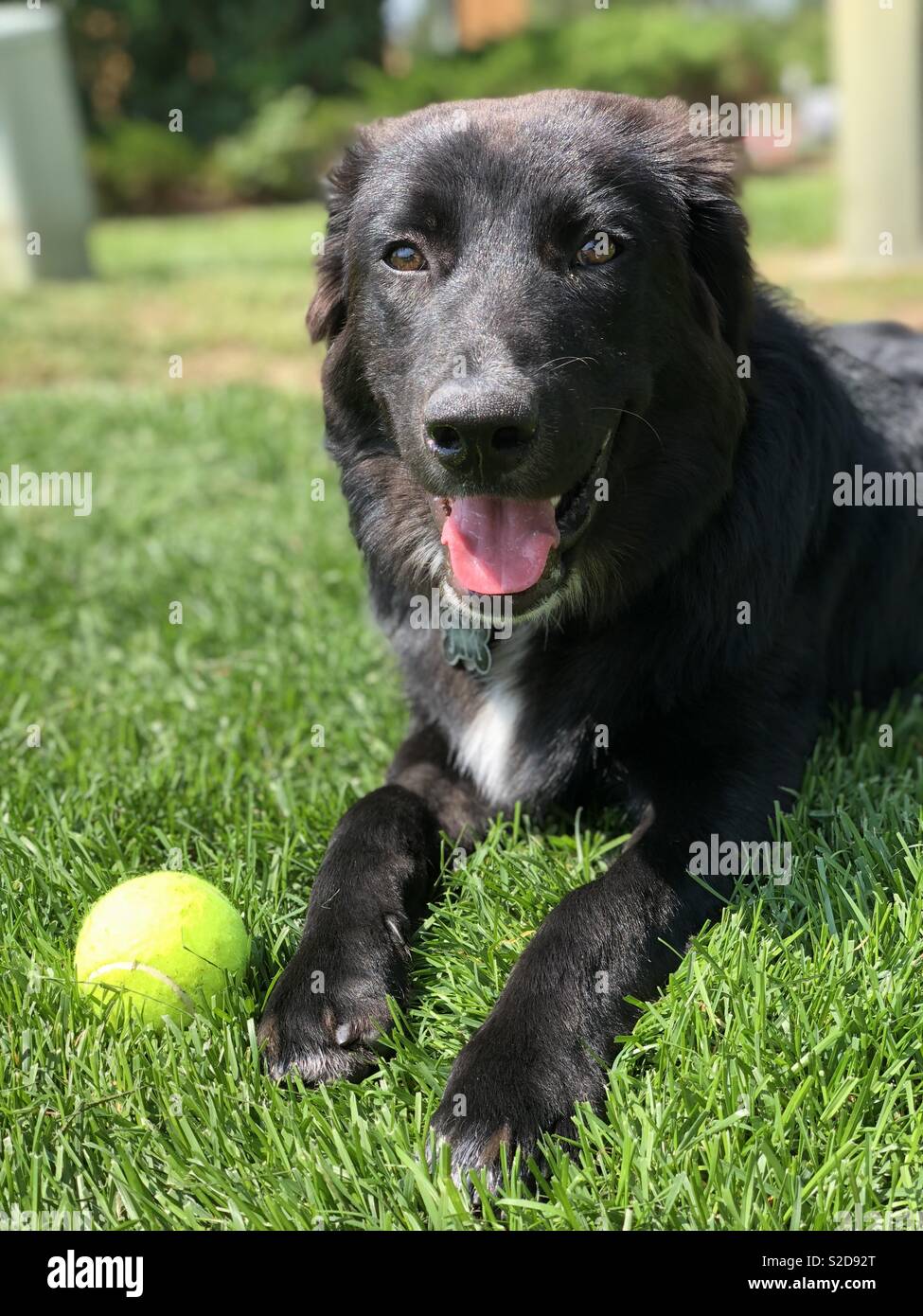 Border lab hi-res stock photography images - Alamy