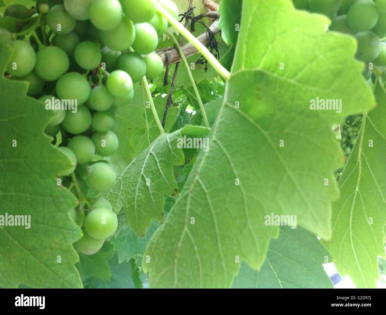 Unripe grapes on a vine Stock Photo