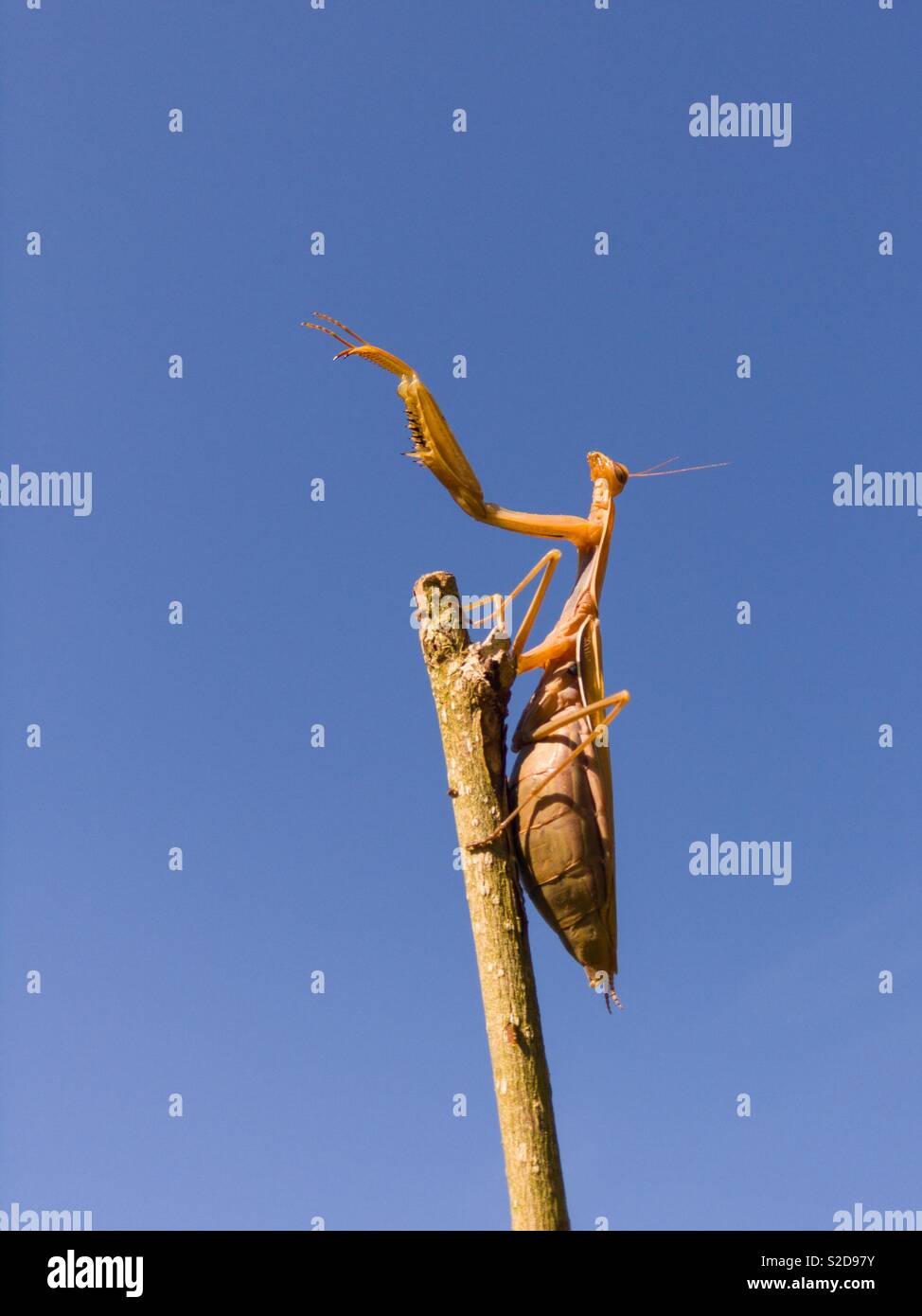 Praying mantis - Smartphone Captured Stock Image