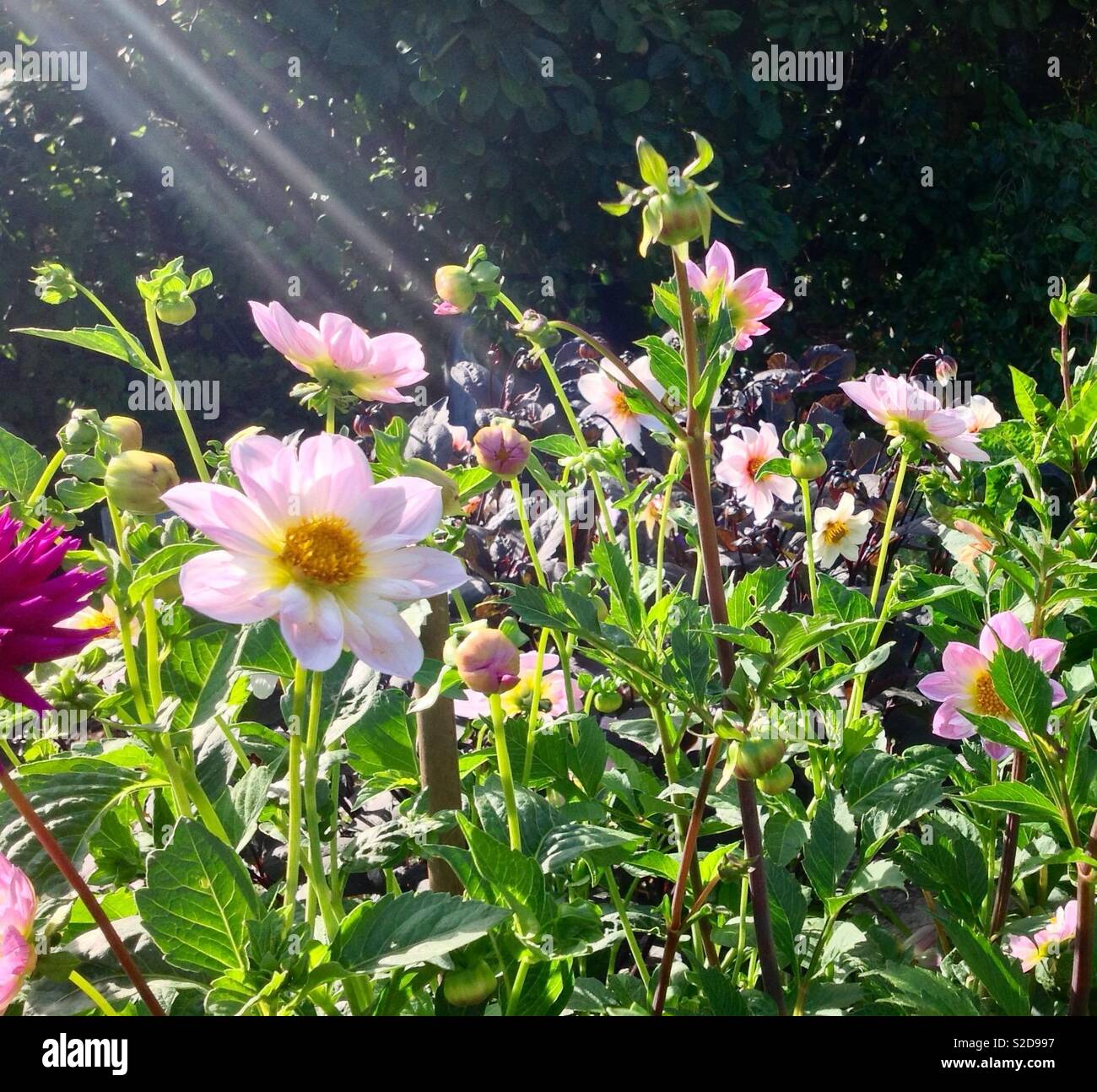 Dahlia teesbrooke hi-res stock photography and images - Alamy