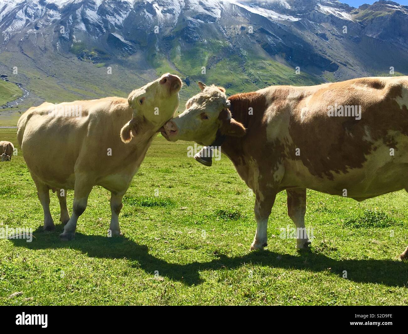 Cowlicking sweat salt from other cows neck on alpine meadow, Engstligenalp,  Adelboden, Bernese alps, Switzerland Stock Photo - Alamy