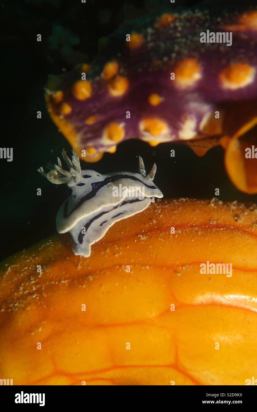 Nudibranch on turbinate. Raja Ampat Indonesia - Smartphone Captured Stock Image