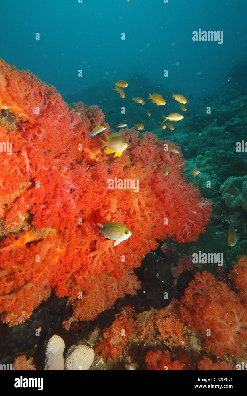 Coral. Raja Ampat Indonesia - Smartphone Captured Stock Image