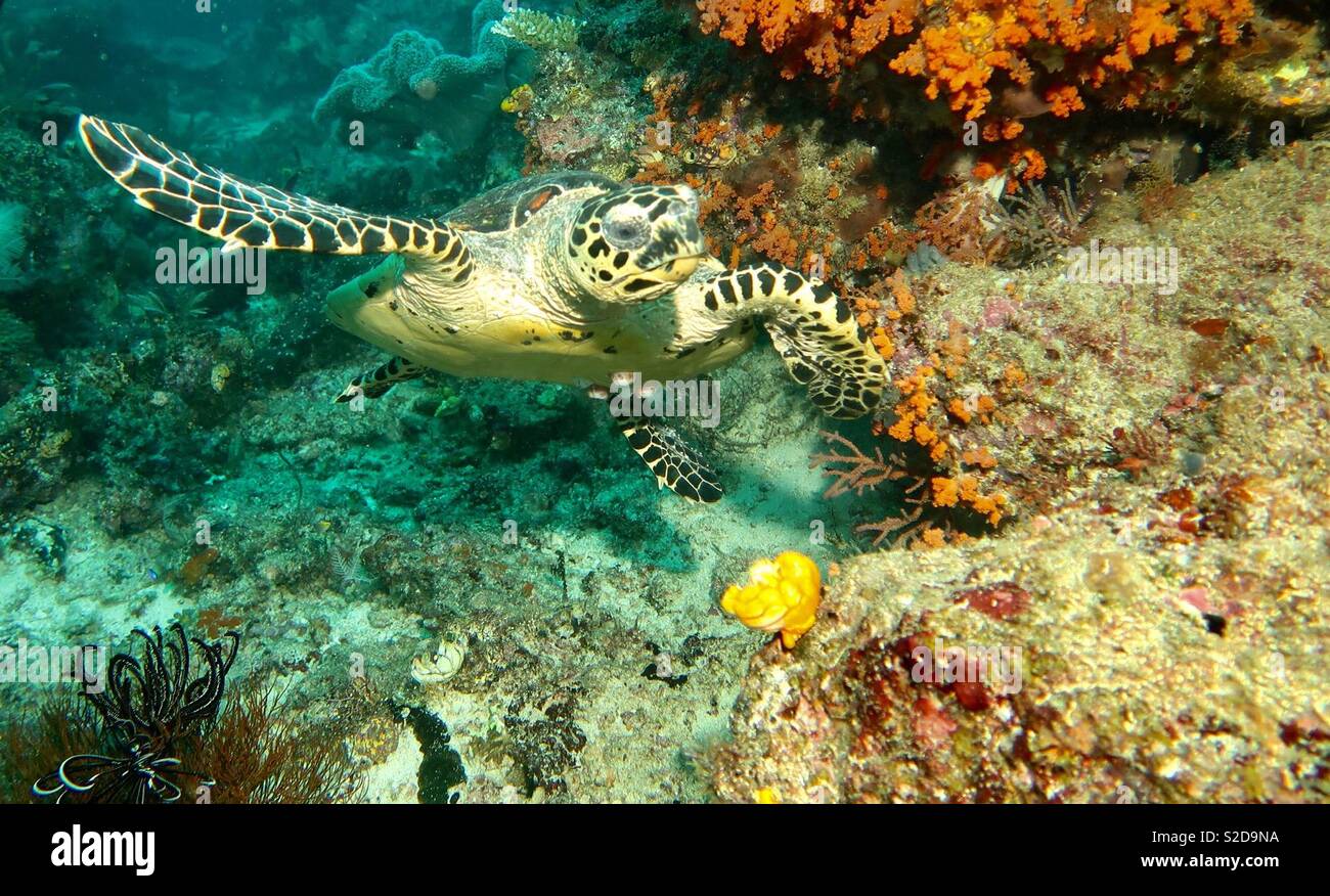 Hawksbill turtle Raja Ampat Indonesia - Smartphone Captured Stock Image