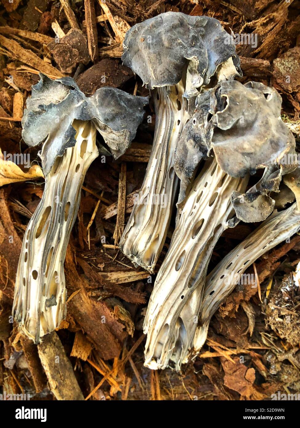 Helvella Vespertina mushrooms. Stock Photo