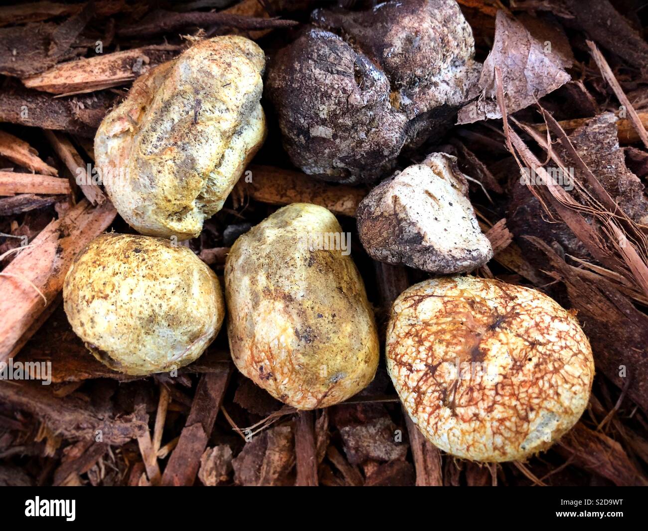 False truffle mushrooms. Stock Photo