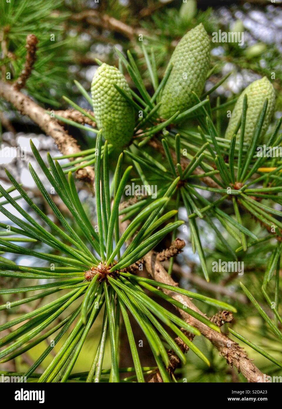 Closeup hemlock pine cones hi-res stock photography and images - Alamy