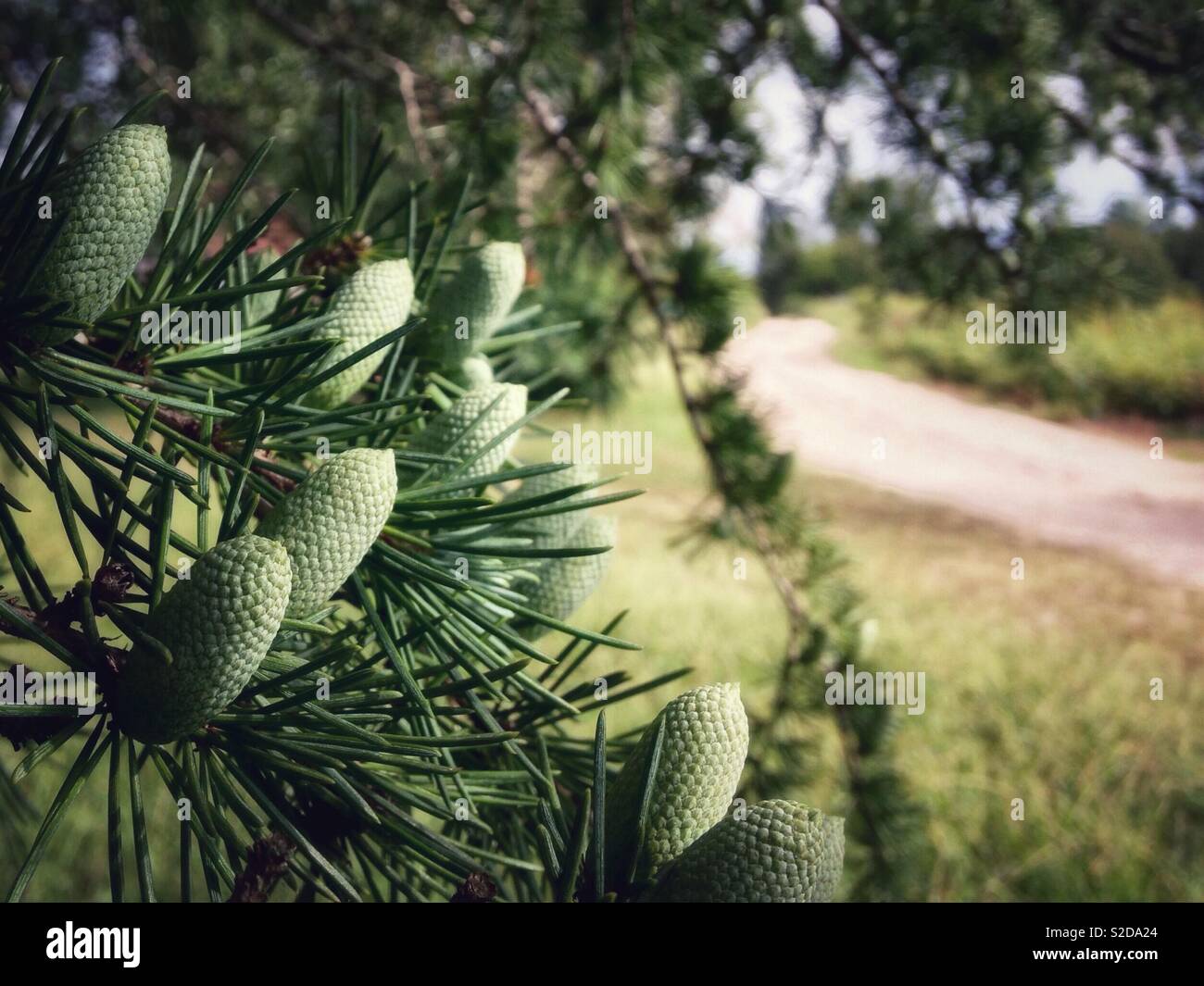 Hemlock tree cones and needles beside country dirt road - Smartphone Captured Stock Image