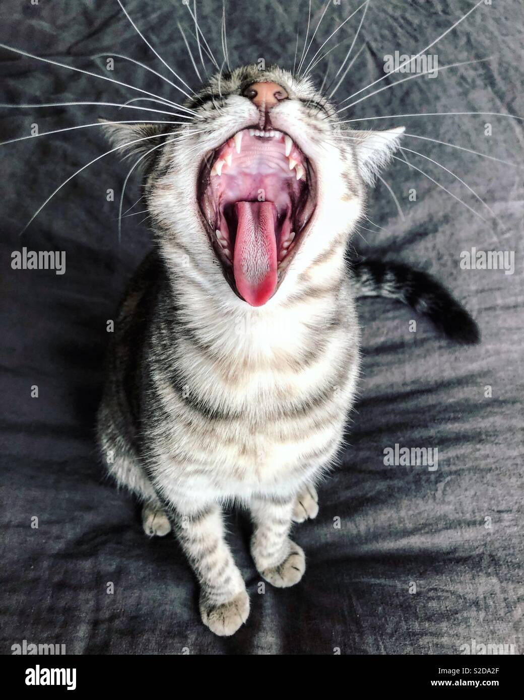 Close up of a cat yawning, open mouth and big whiskers. Stock Photo