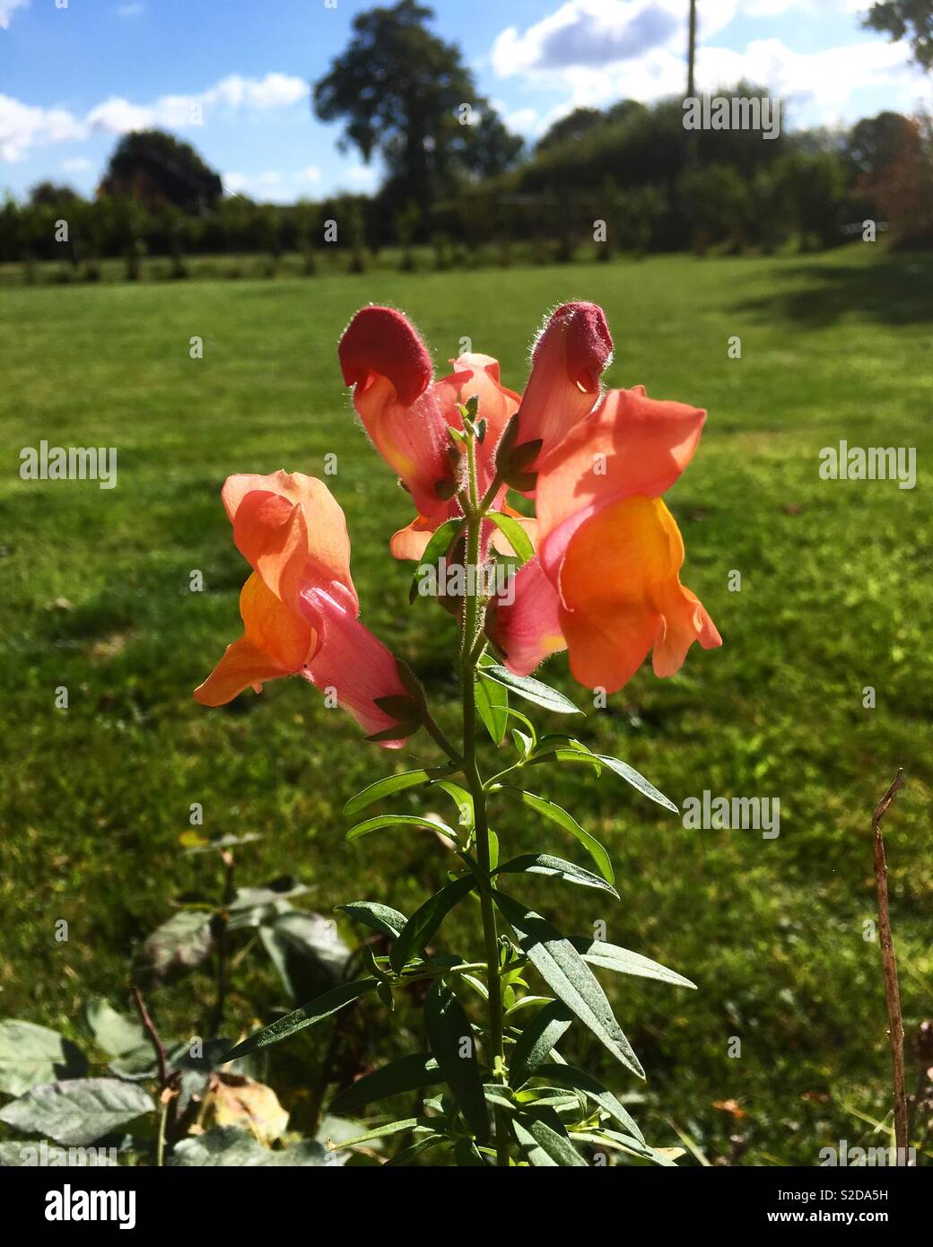 Stunning flower in the summer breeze Stock Photo Alamy