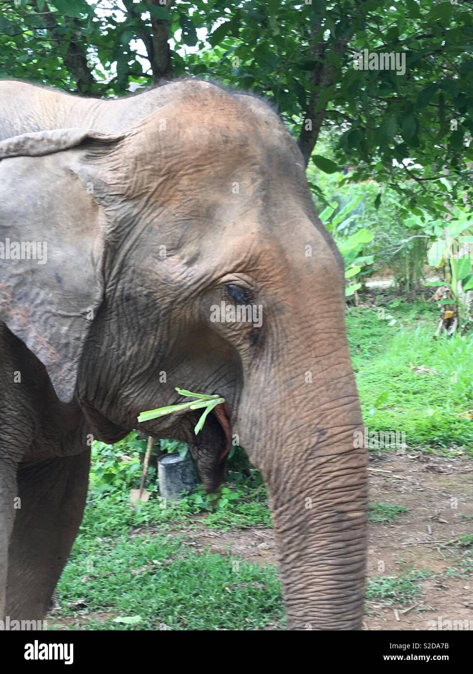 Elephant eating bamboo Stock Photo Alamy
