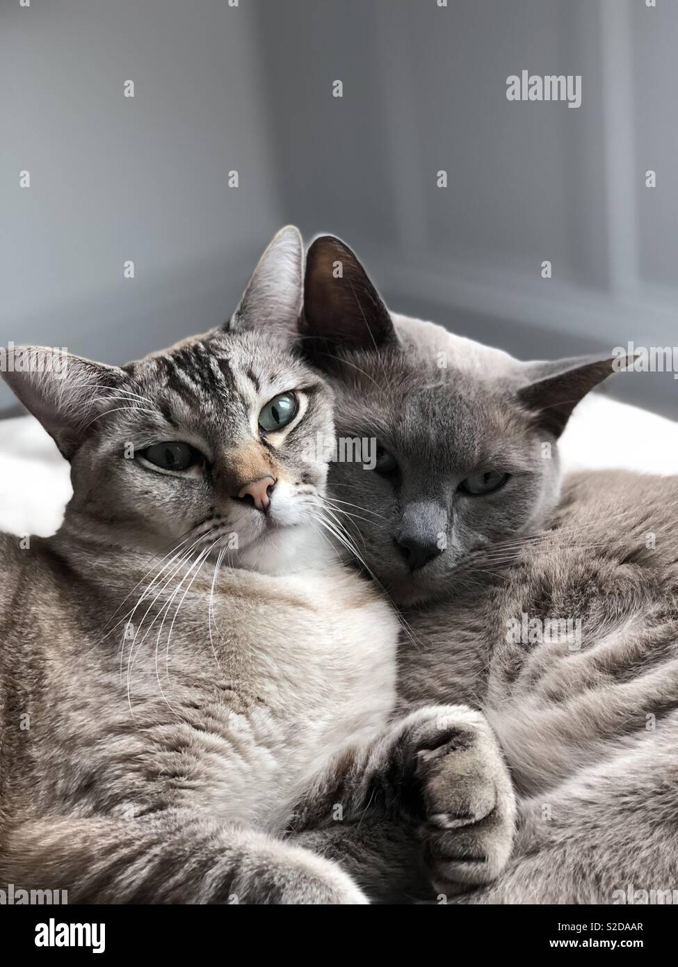 cute cuddling cats