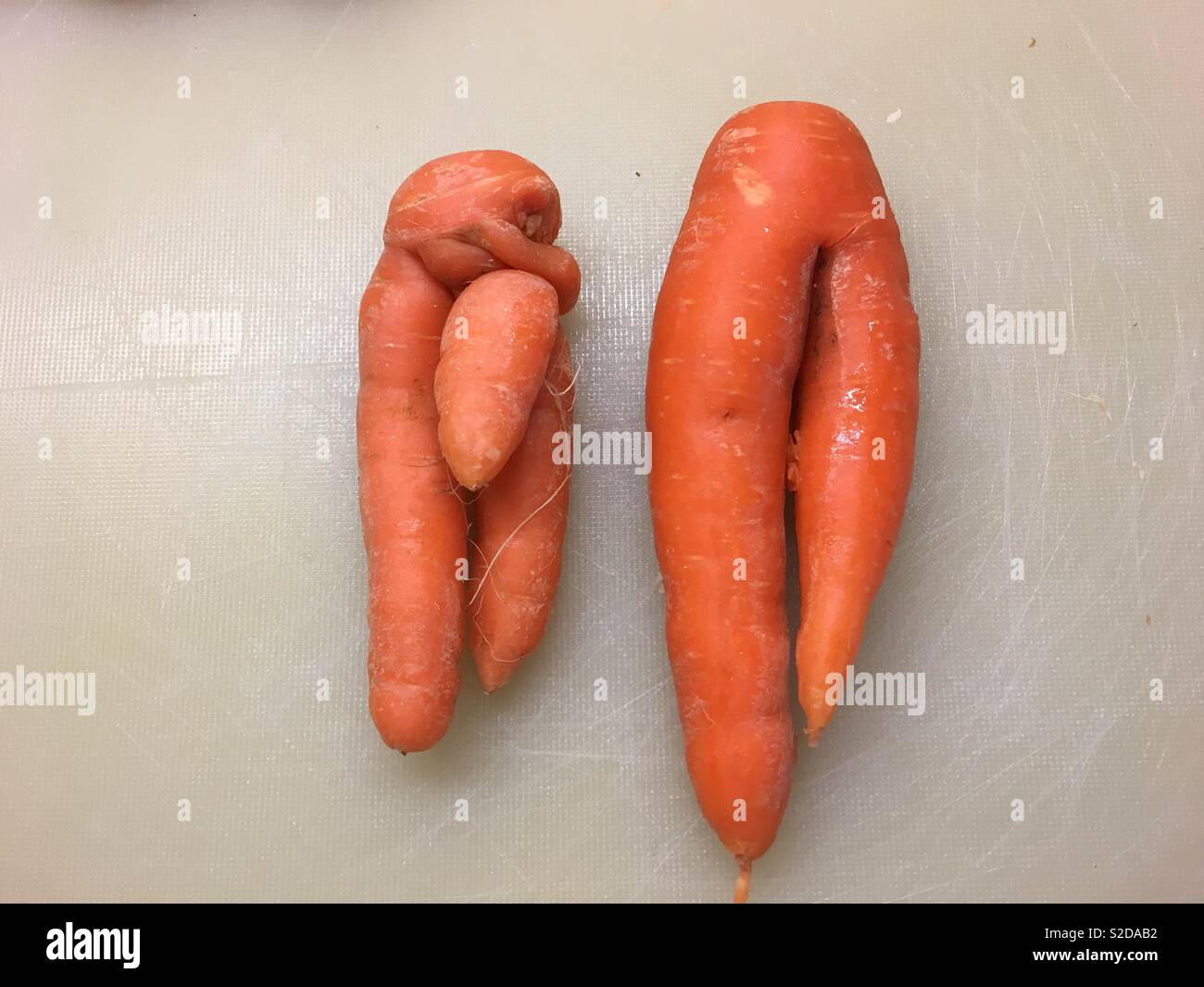 His and hers carrots. Stock Photo