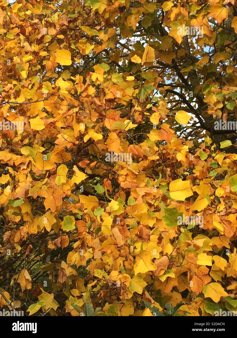 Gold autumn leaves Stock Photo
