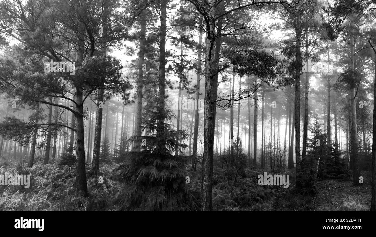 Pine trees fog Black and White Stock Photos & Images - Alamy