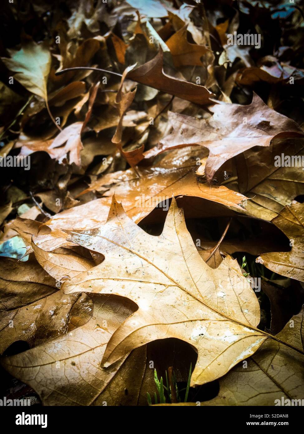 Wet autumn leaves hi-res stock photography and images - Alamy