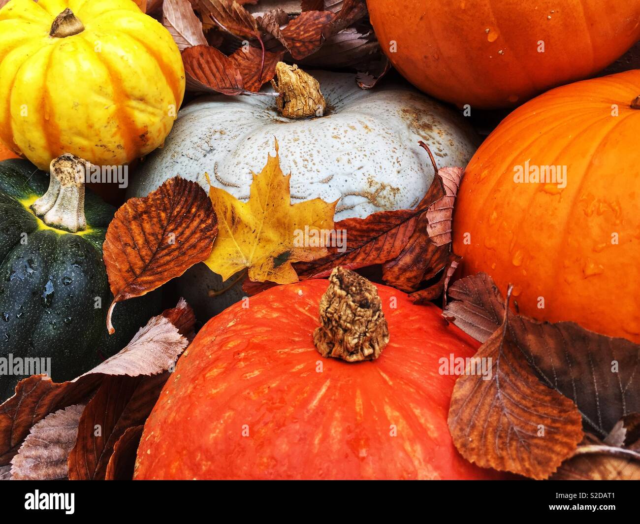 A variety of colourful pumpkins winter squash and gourds surrounded by fallen autumn leaves Stock Photo