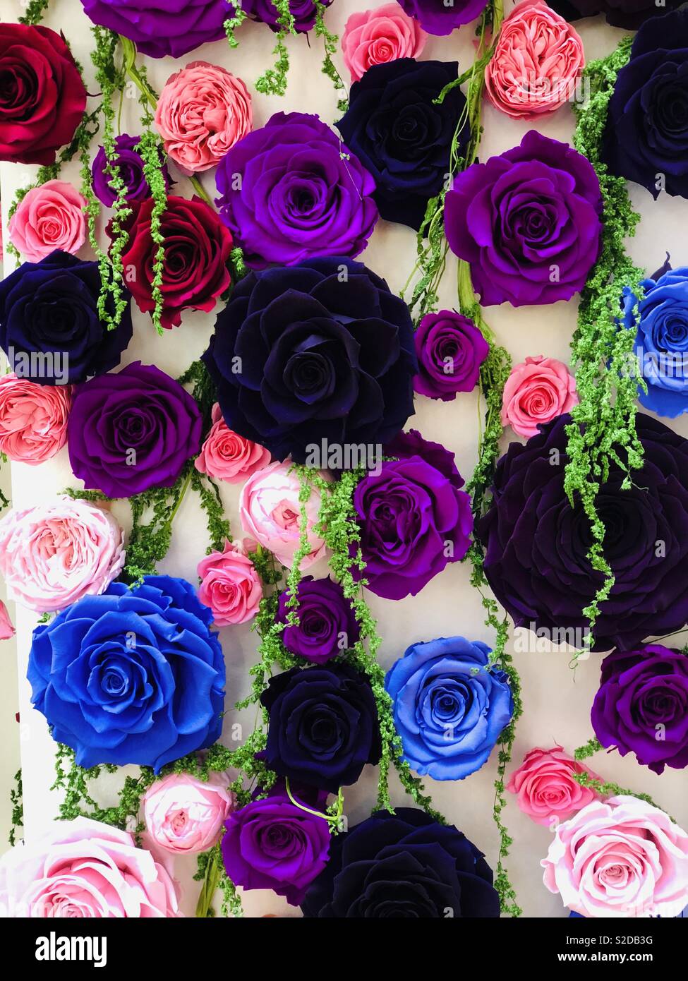 Beautiful Natural colored roses naturally preserved, sold in Bluewater Shopping Centre London England Stock Photo