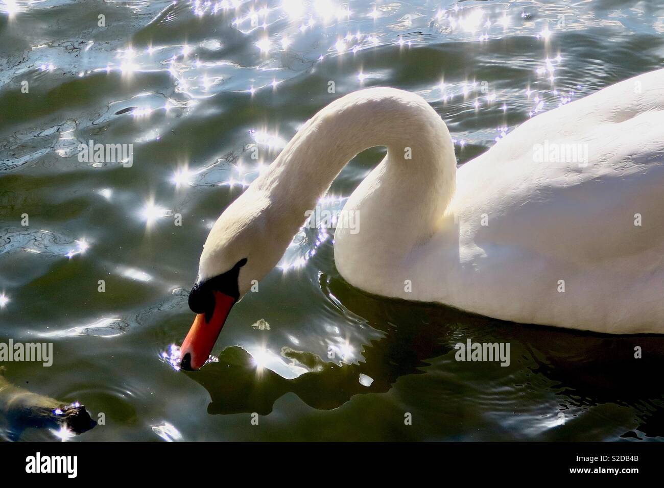 Swan in sparkling water Stock Photo - Alamy