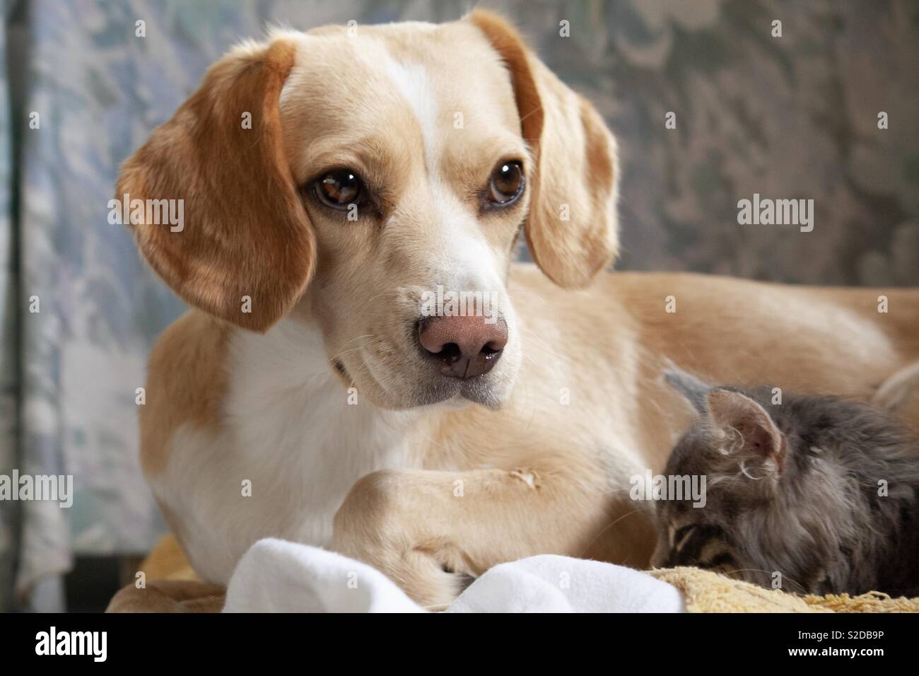My dog and my cat resting together on Sunday Stock Photo - Alamy