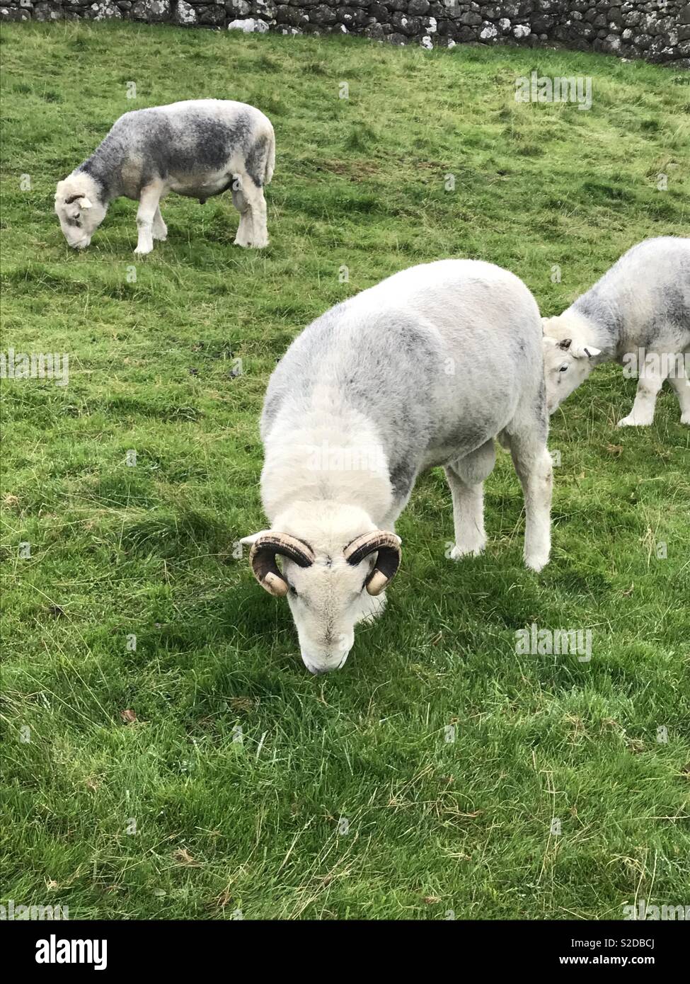 Sheep eating grass Stock Photo - Alamy