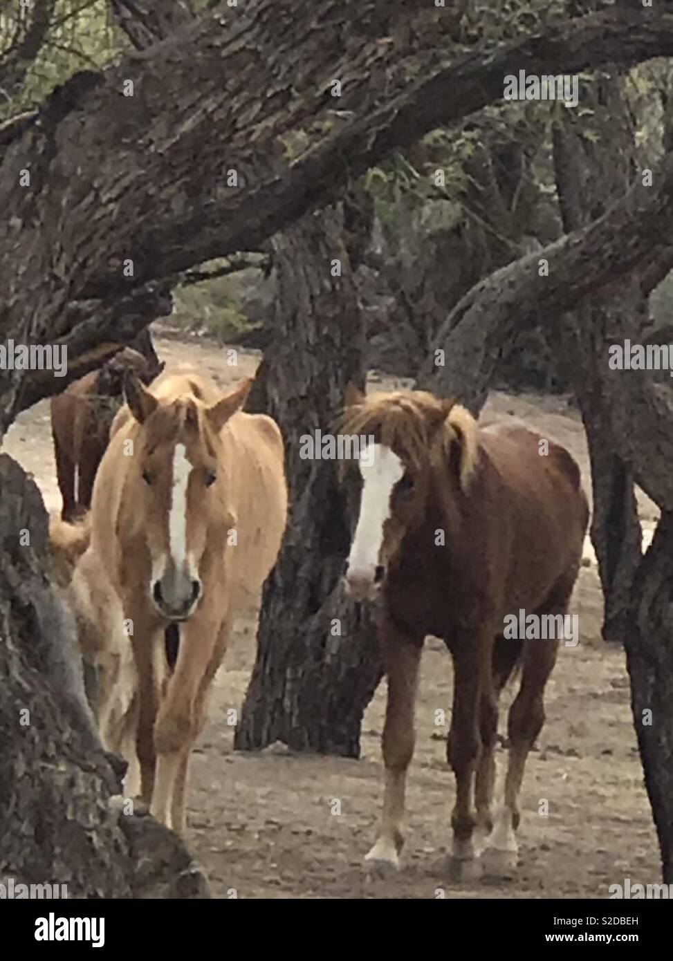 Salt River Wild Horses Stock Photo - Alamy