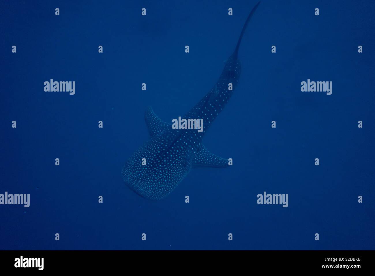 Whaleshark. Oslob Philippines - Smartphone Captured Stock Image