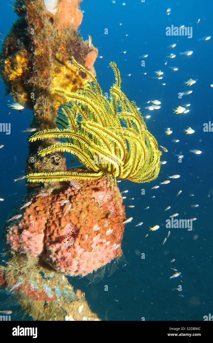 Yellow Crinoid on a rope. Cebu Philippines - Smartphone Captured Stock Image