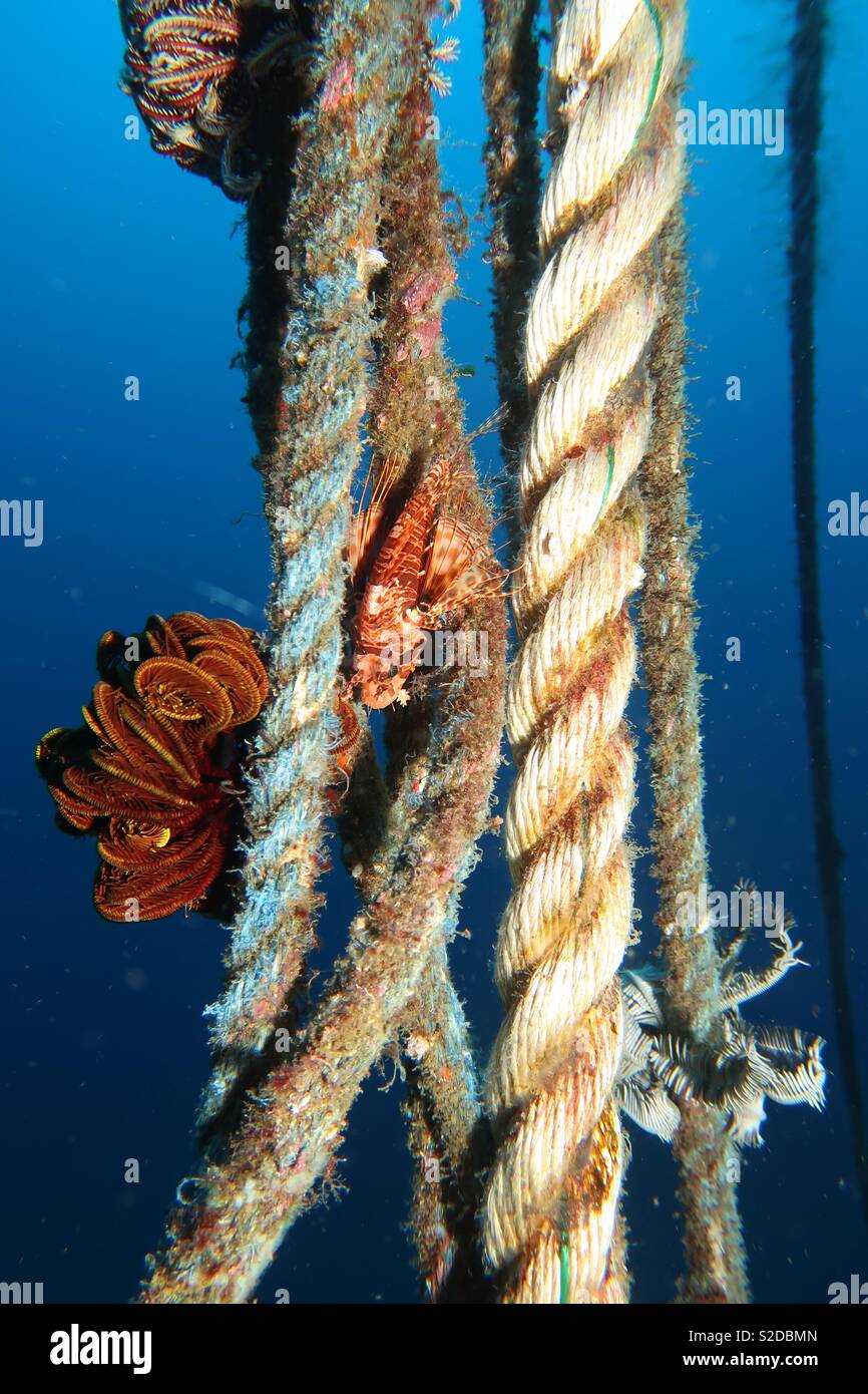Pygmy lionfish on ropes. Cebu Philippines - Smartphone Captured Stock Image