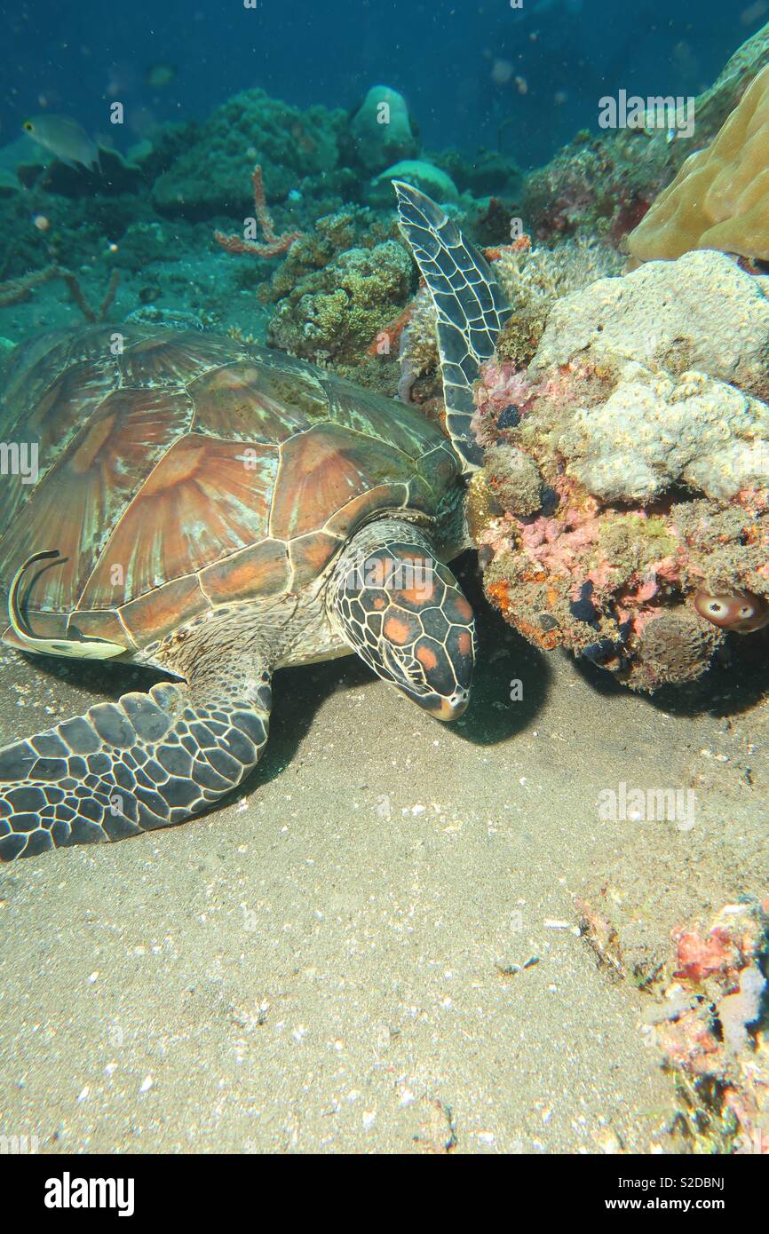 Green turtle. Cebu Philippines scratching on the reef. - Smartphone Captured Stock Image