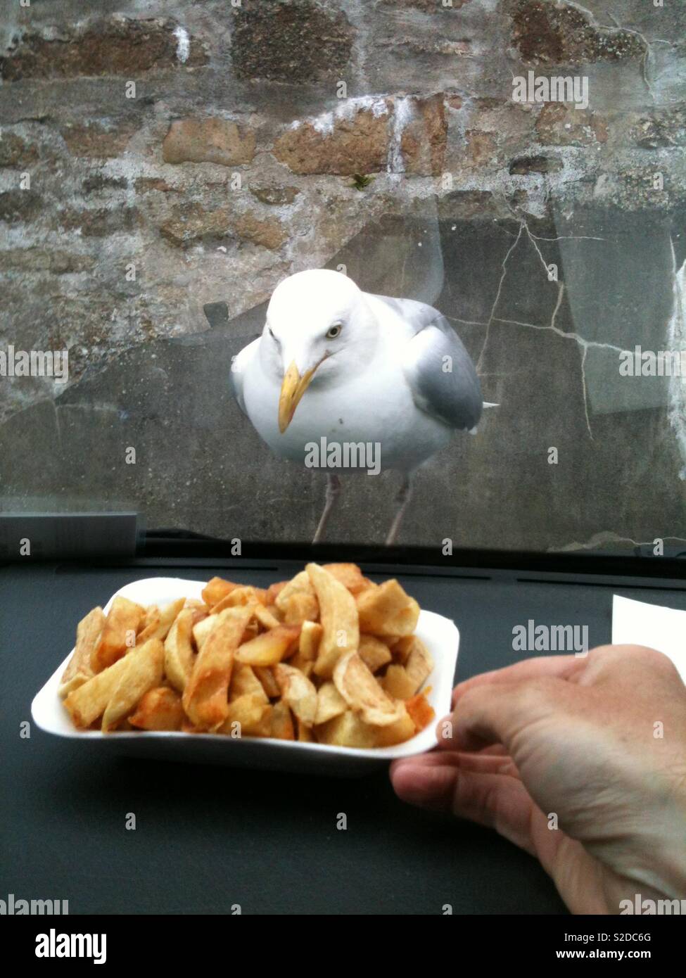 Revenge on the seagull Stock Photo