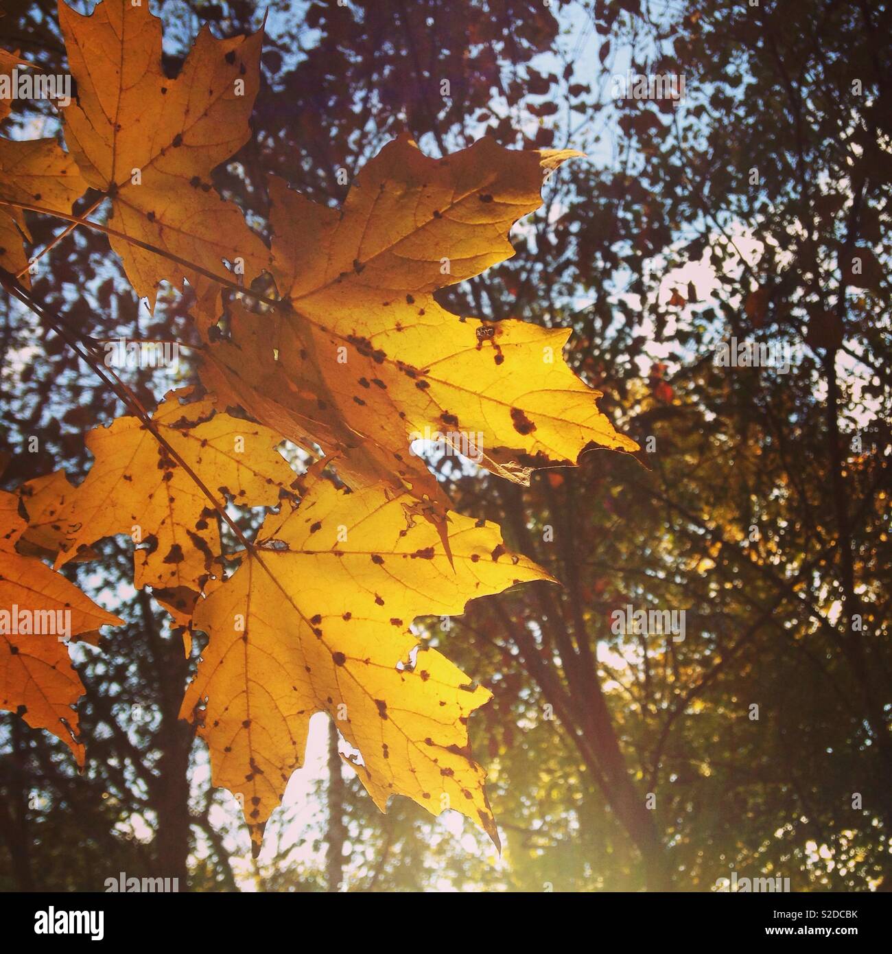 Fall foliage, fall leaves, autumn leaves - Smartphone Captured Stock Image