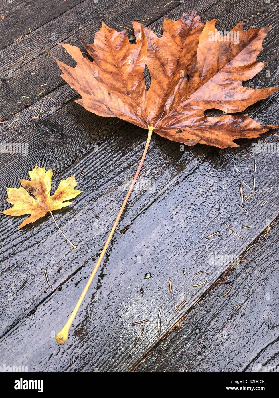 Large leaf maple tree hi-res stock photography and images - Alamy