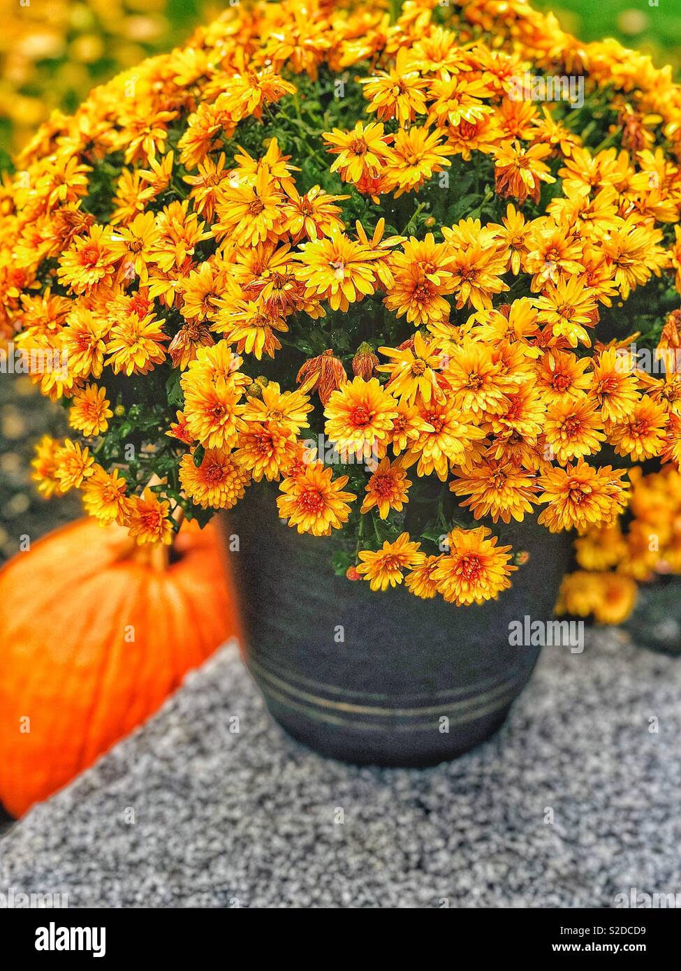 Fall, Flowers, Halloween Stock Photo - Alamy