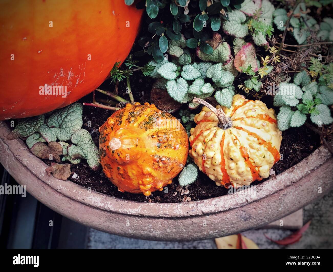 Stripy gourds and pumpkin in the outdoor planter Stock Photo