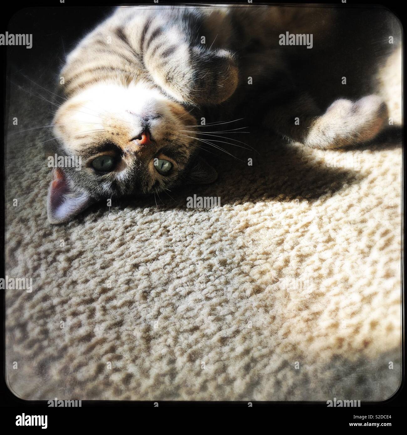 Upside down tabby cat in the sun - Smartphone Captured Stock Image