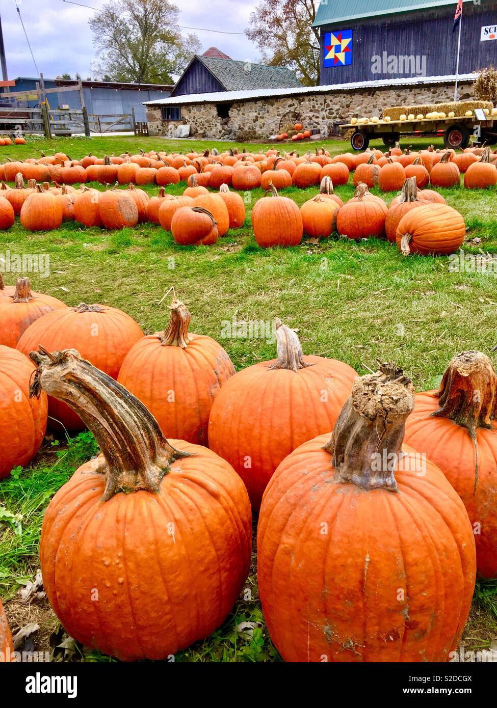 Orange Pumpkins for sale on the lawn at Wisconsin farm Stock Photo