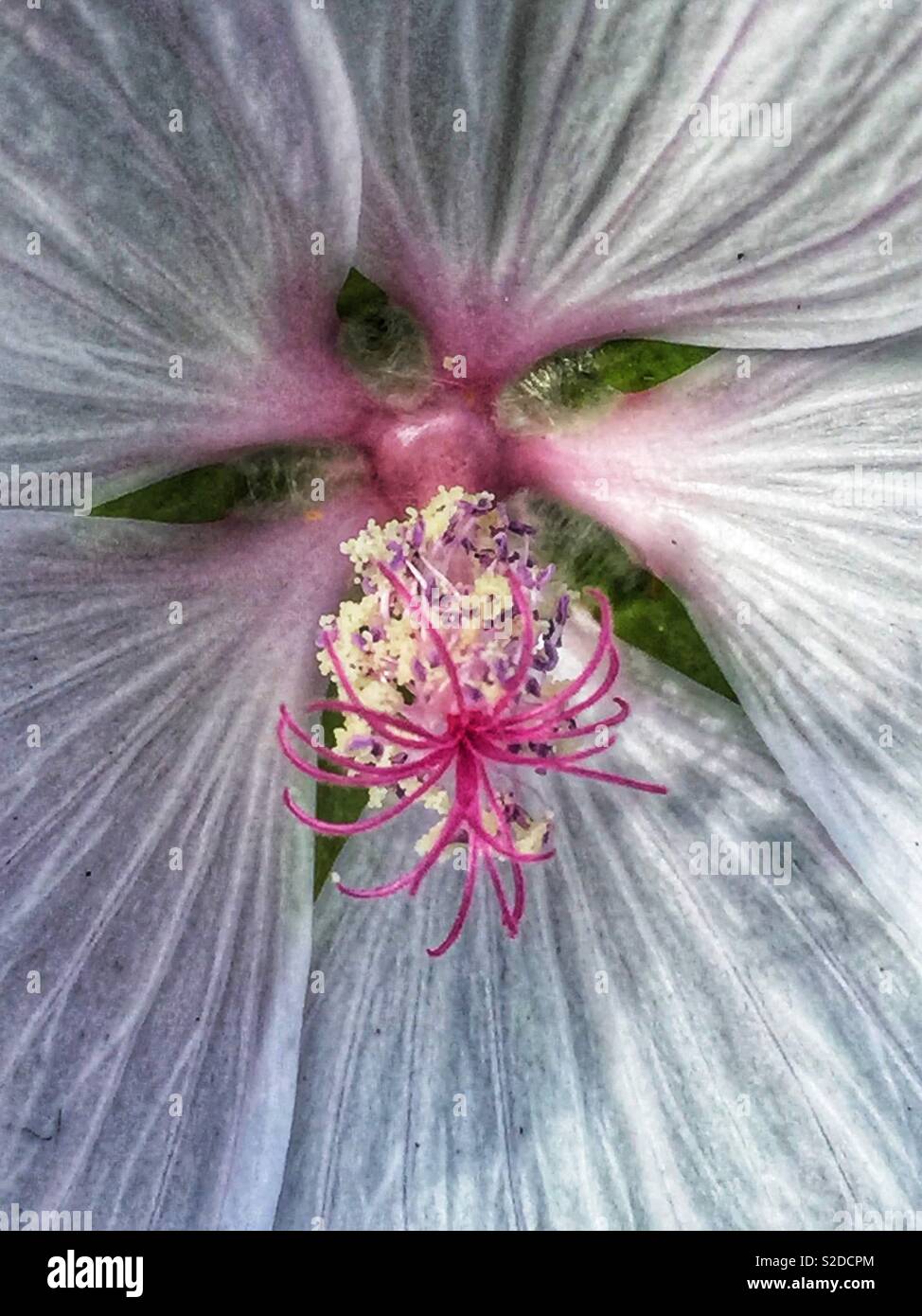 Inside a Hibiscus flower Stock Photo Alamy