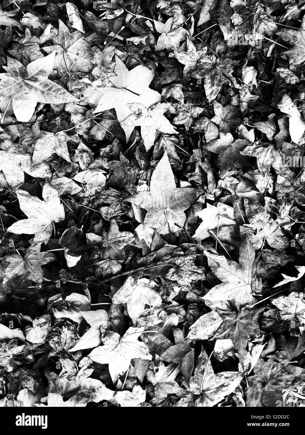 Autumn leaves black and white Stock Photo - Alamy