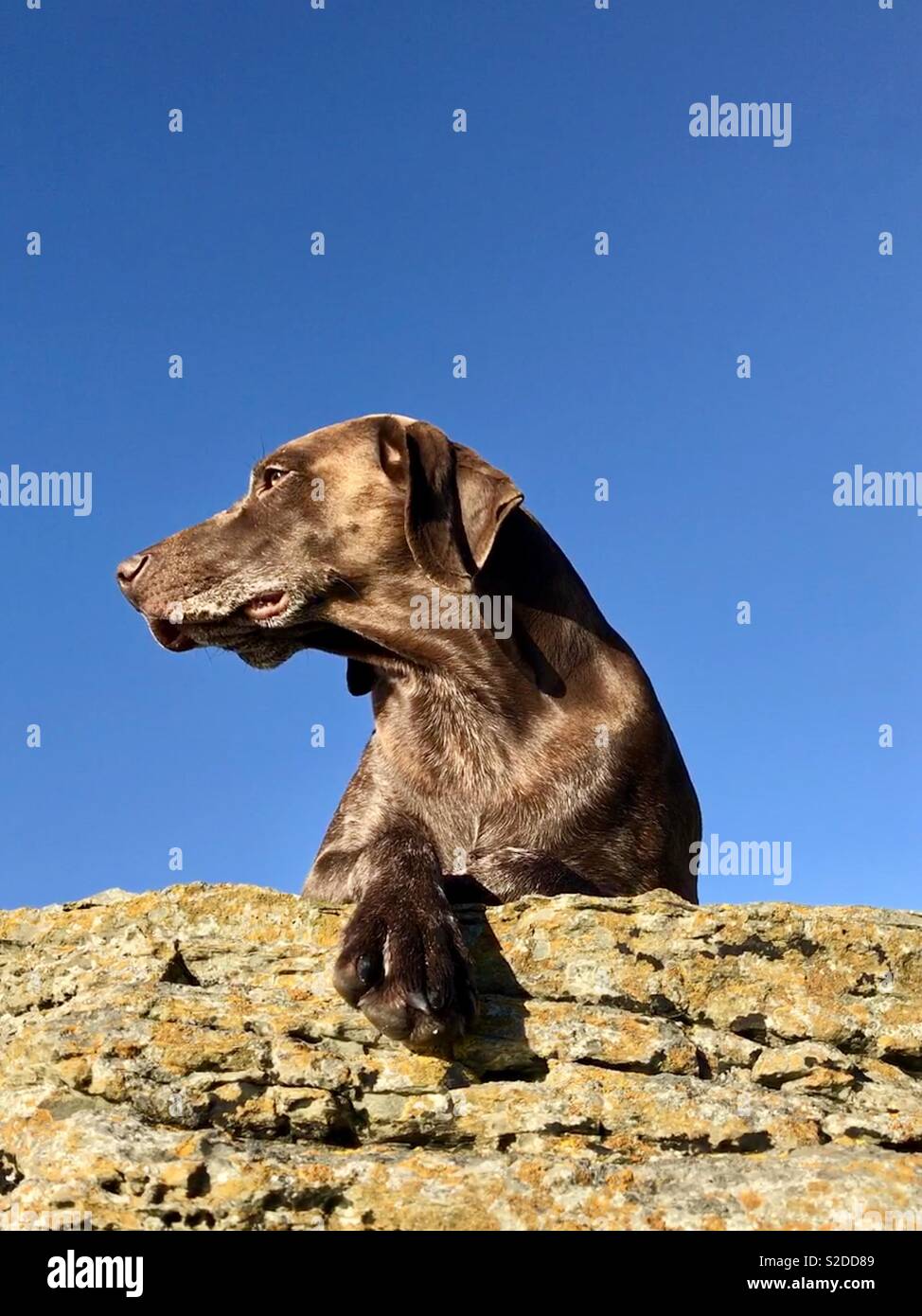 Dog on top of the world Stock Photo