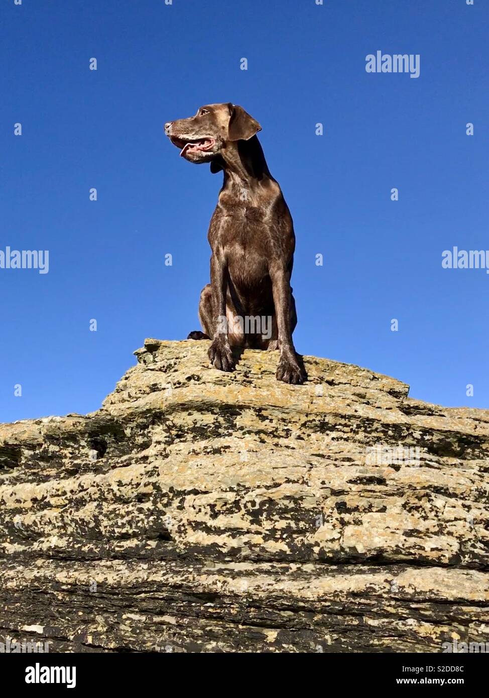 Dog on the rocks Stock Photo