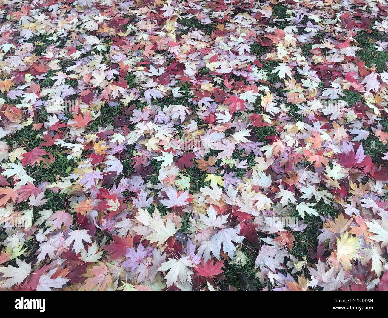 Fall leaves ground cover hi-res stock photography and images - Alamy