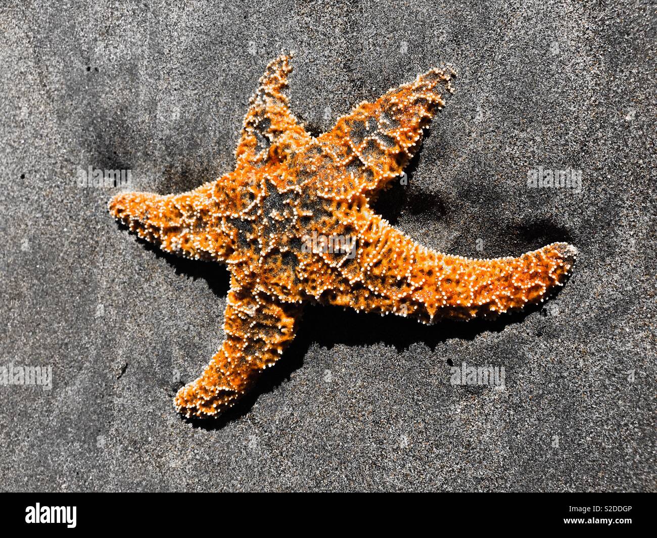 Starfish on the Beach Stock Photo