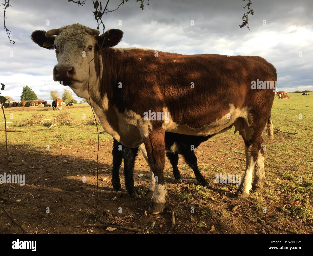 Cow feeding her baby Stock Photo Alamy