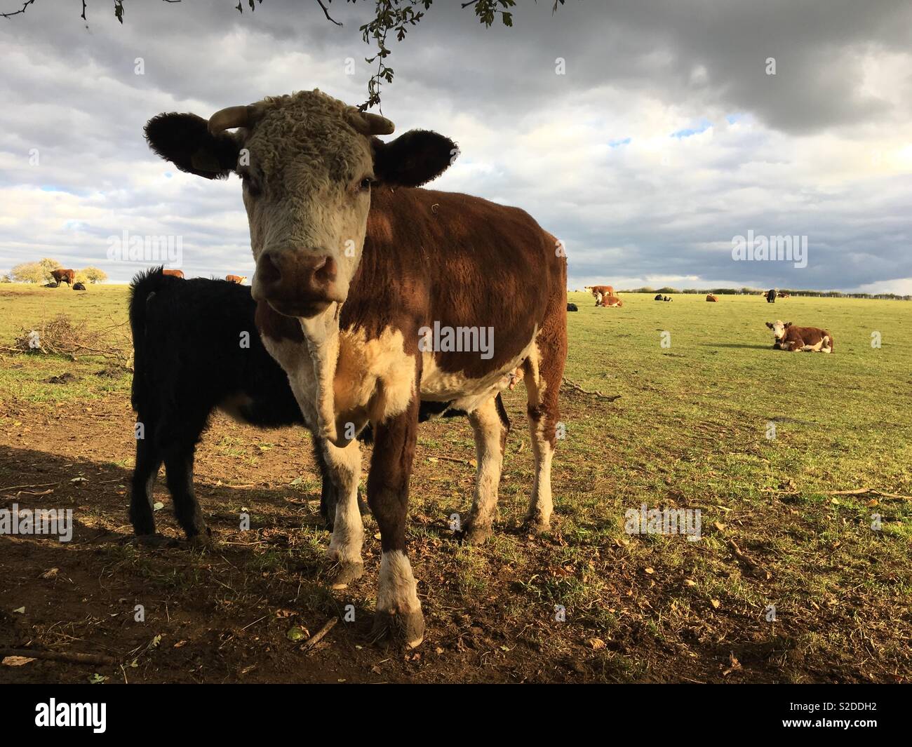 Cow feeding her baby II Stock Photo Alamy